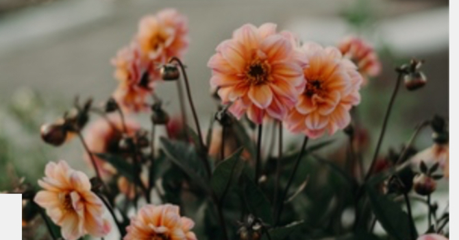 Clinical Consultations-Virtual 